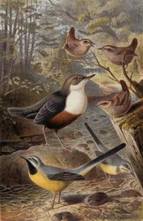 Dipper, Wren and Grey Wagtail, tallrik från Brehms Animal Life: General Knowledge of the Animal Kingdom, vol 4, sid. 69, utgiven av Bibliografiska Institutet, 1891